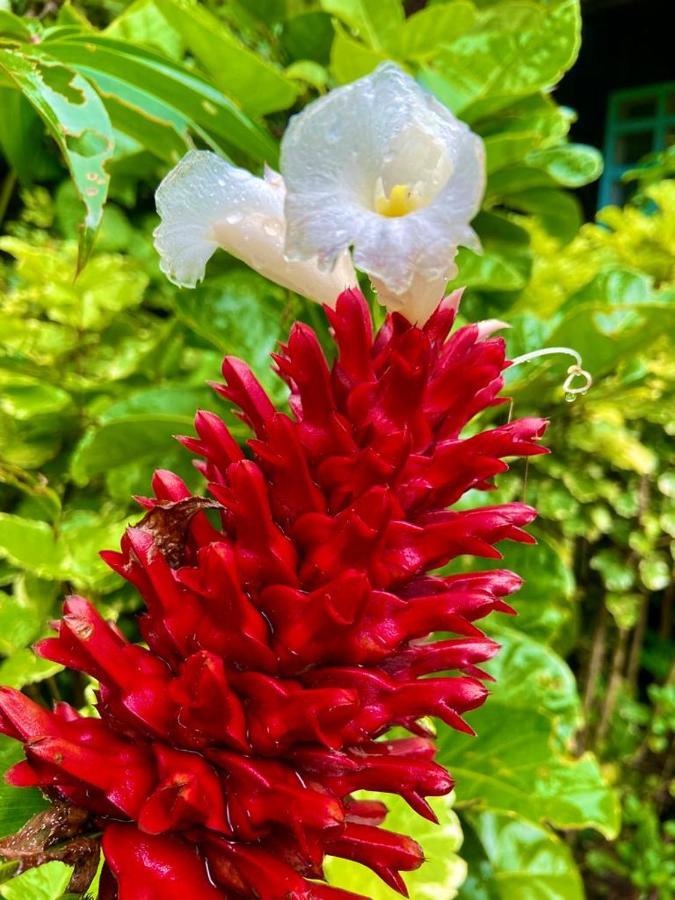 Flor de la selva Leilighet Puerto Nariño Eksteriør bilde